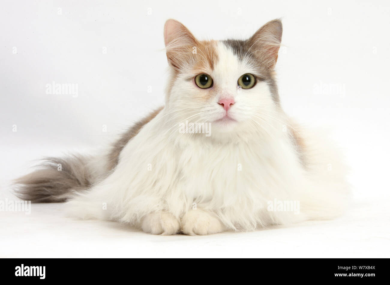 Türkisch Van Kreuz weibliche Katze. Stockfoto