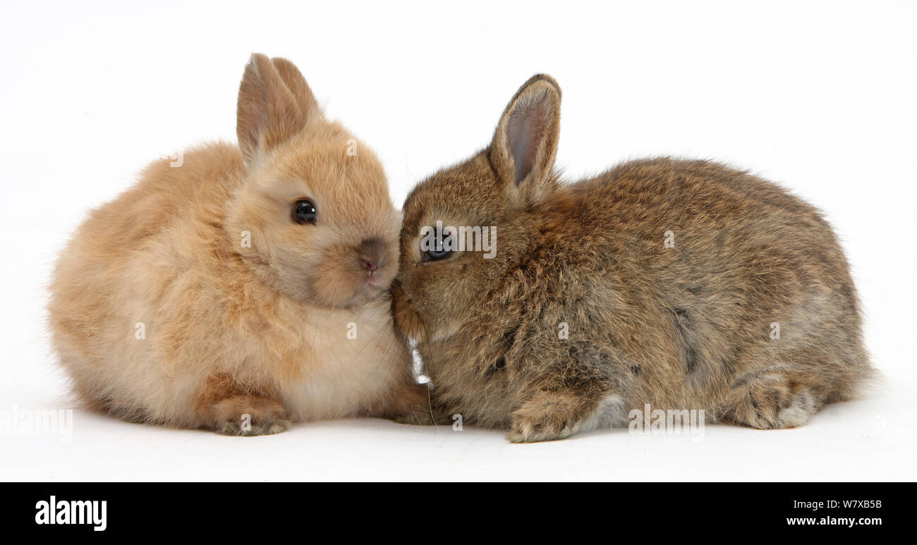 Baby Netherland Dwarf bunnies. Stockfoto