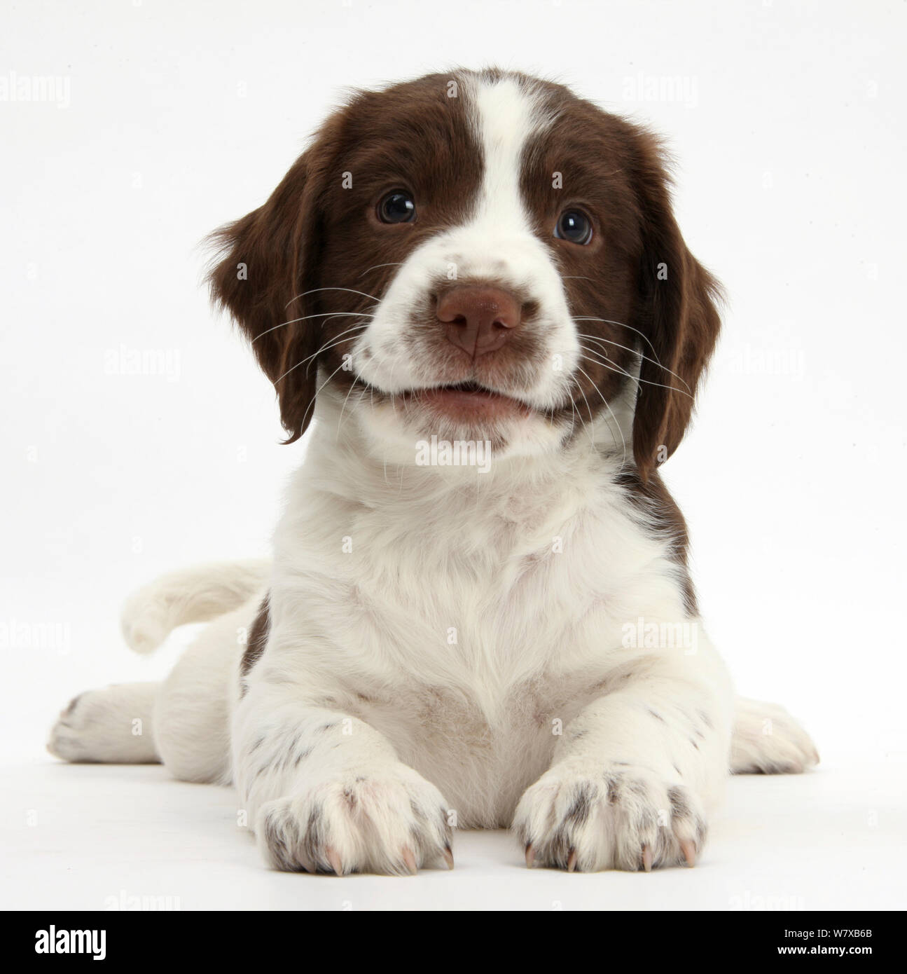Arbeiten English Springer Spaniel Welpen, 6 Wochen, mit dem Kopf nach oben liegen. Stockfoto Arbeiten English Springer Spaniel Welpen, 6 Wochen, mit dem Kopf nach oben liegen. Stockfoto