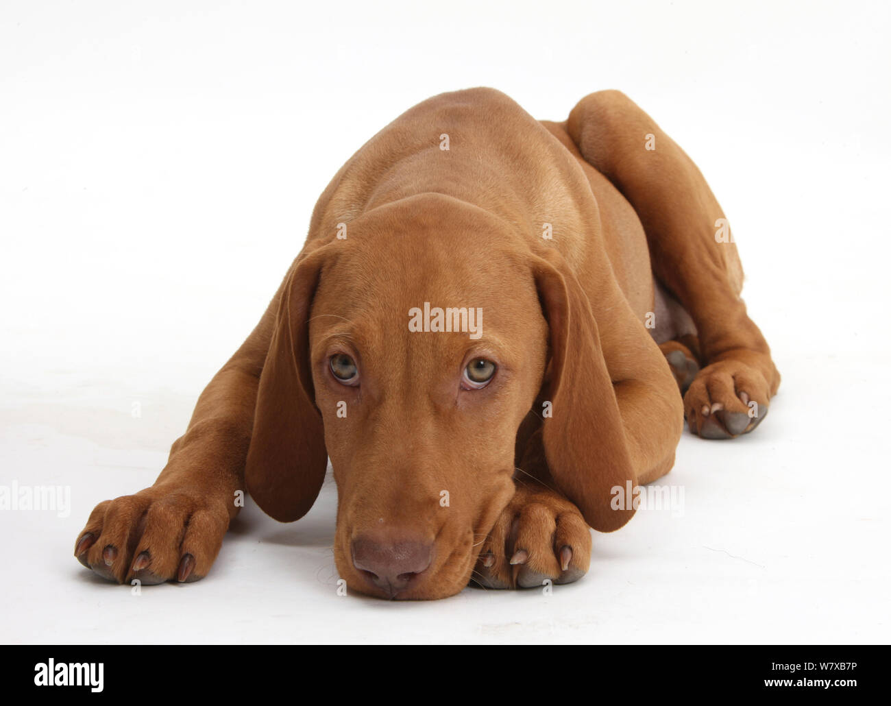 Ungarische Vizsla Welpe, Alter 13 Wochen, liegend mit Kinn auf dem Boden. Stockfoto Ungarische Vizsla Welpe, Alter 13 Wochen, liegend mit Kinn auf dem Boden. Stockfoto