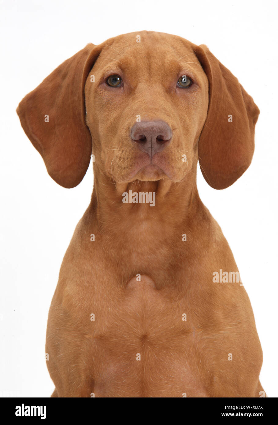 Ungarische Vizsla Welpe, Alter 13 Wochen. Stockfoto Ungarische Vizsla Welpe, Alter 13 Wochen. Stockfoto