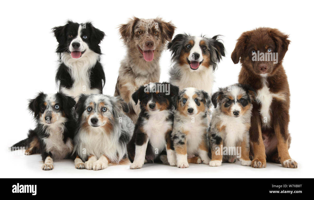 Gruppe von Miniatur American Shepherd Hunde. Stockfoto