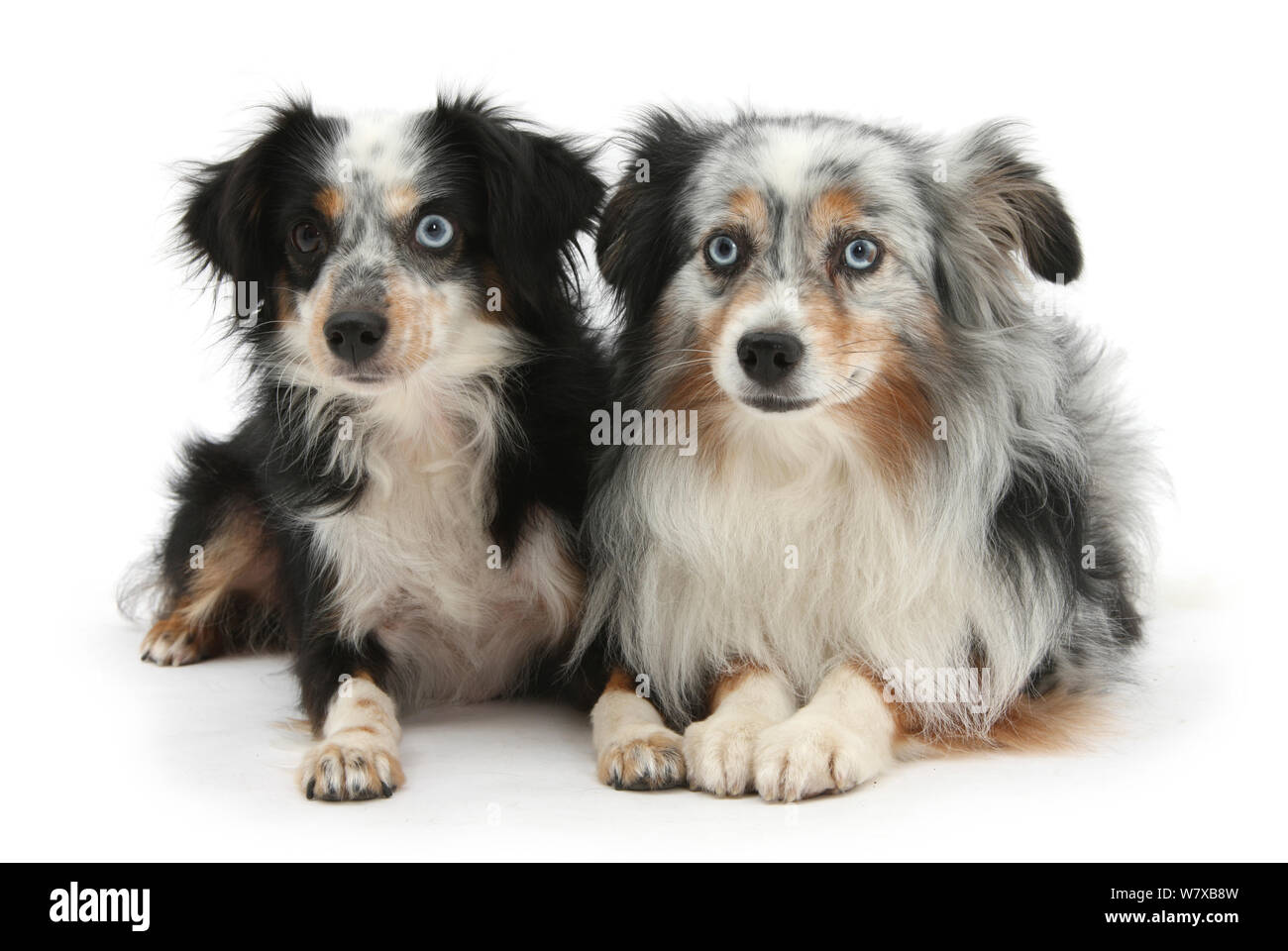 Zwei Mini American Shepherd Hunde. Stockfoto