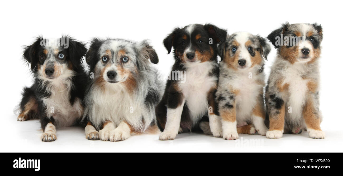 Gruppe von Miniatur American Shepherd Hunde. Stockfoto