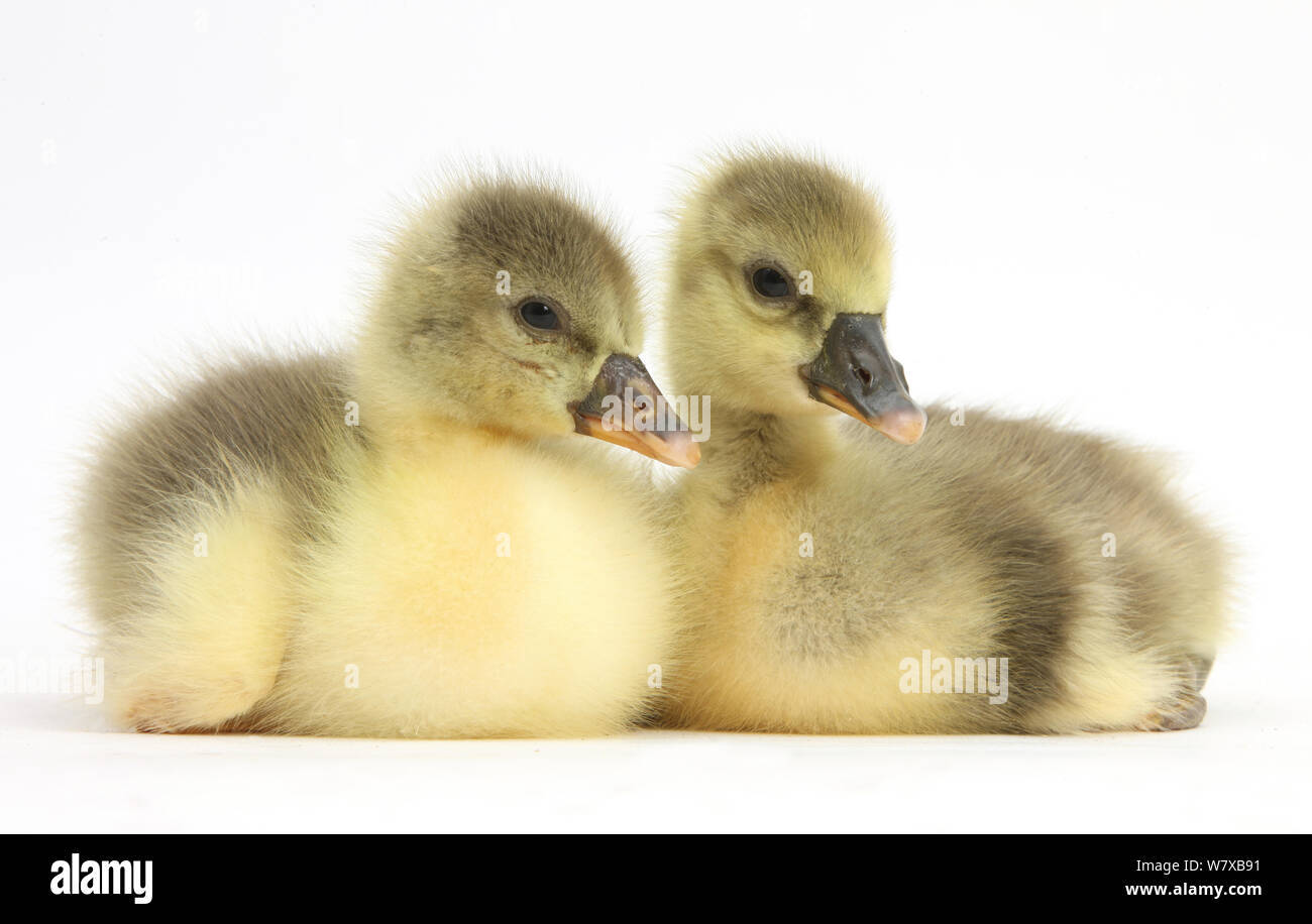 Zwei Embden x Graugänse Gänschen sitzen auf dem Boden. Stockfoto