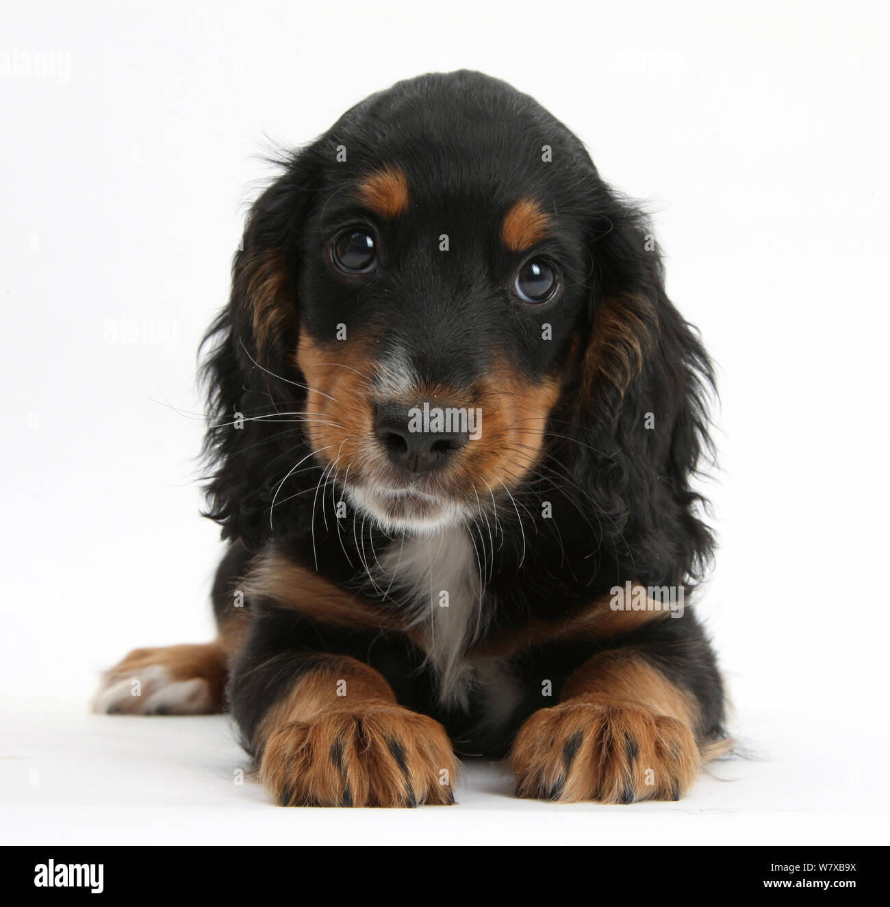 Tricolour working Cocker Spaniel Welpen, Alter 9 Wochen. Stockfoto Tricolour working Cocker Spaniel Welpen, Alter 9 Wochen. Stockfoto