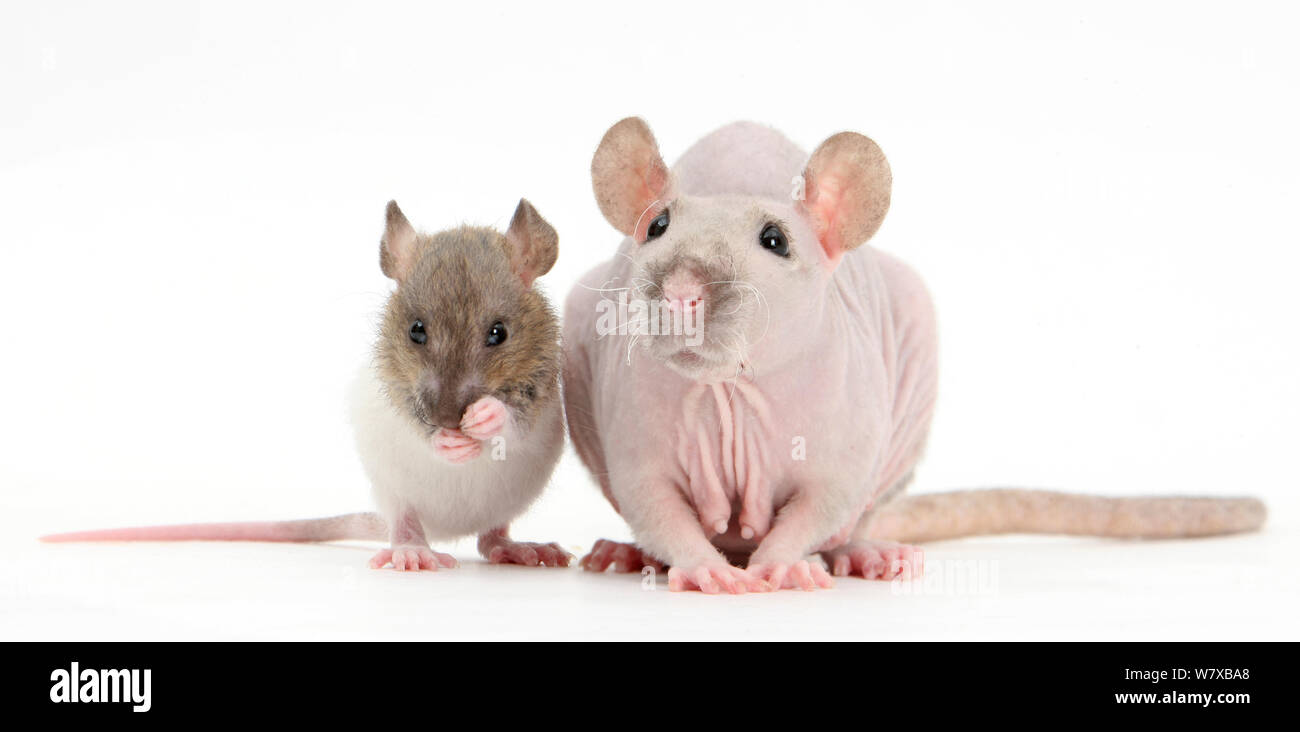 Sphynx Ratte mit Baby Rex Ratte Pflege. Stockfoto