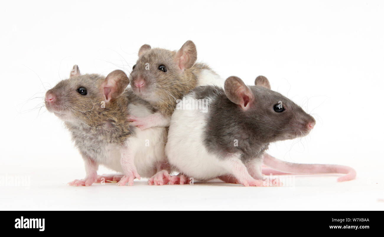 Drei baby Rex Ratten. Stockfoto