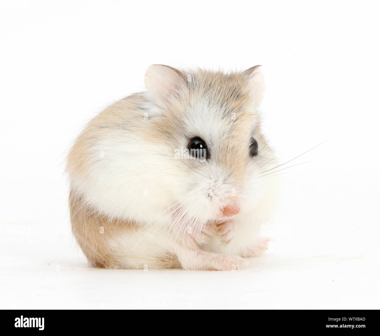 Roborovski Zwerghamster (Phodopus roborovskii) sitzen. Stockfoto