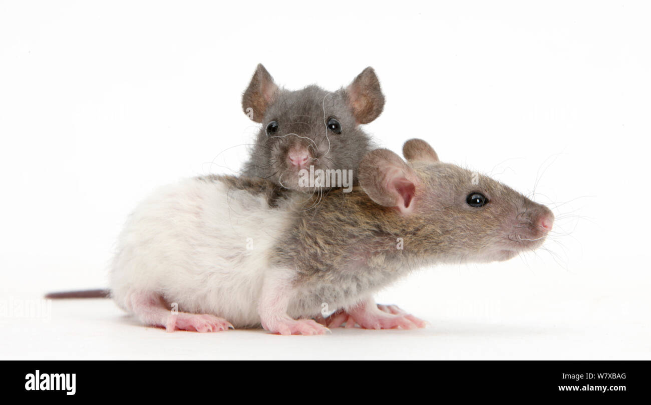 Zwei baby Rex Ratten. Stockfoto