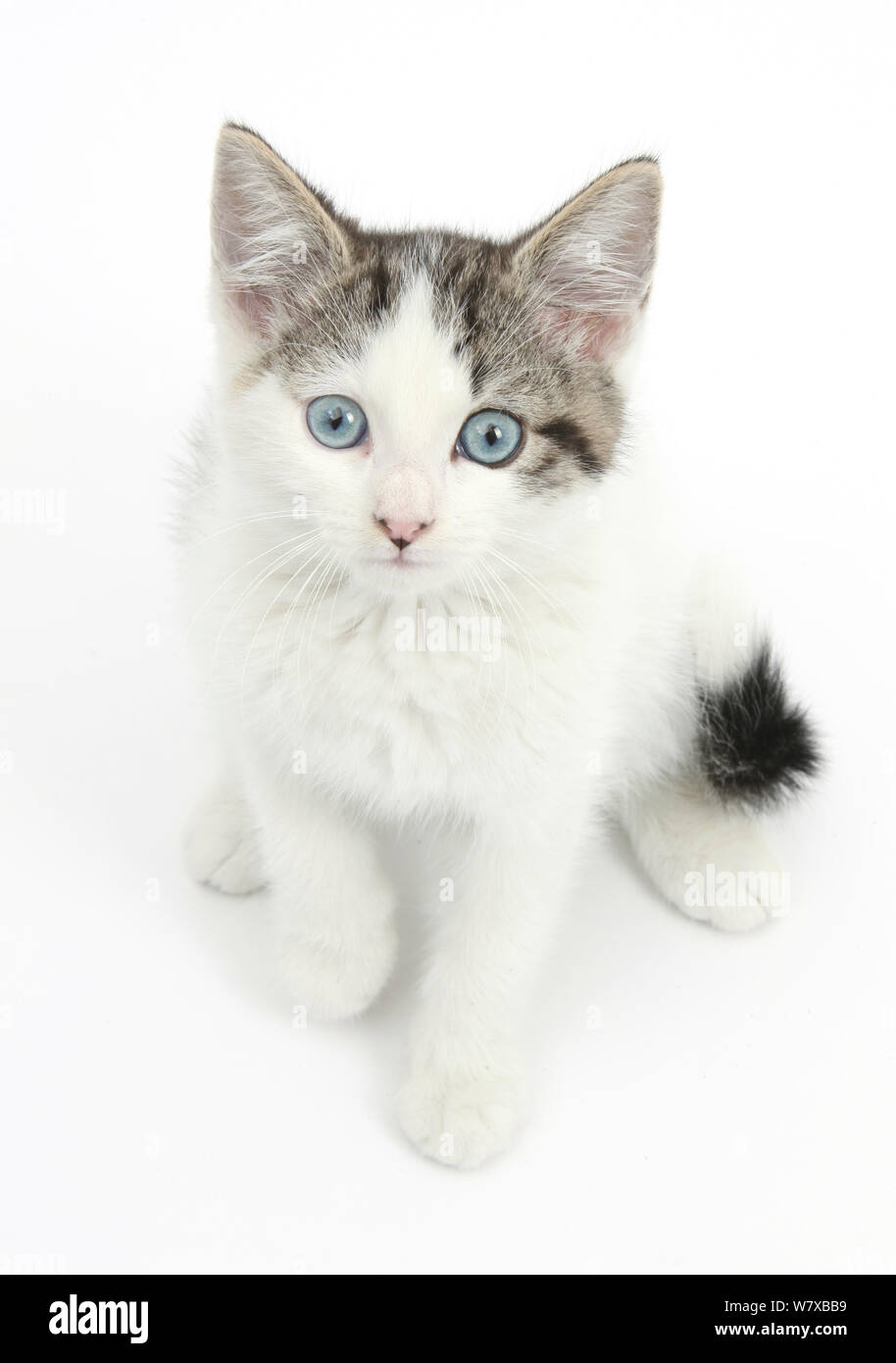 Blue eyed Tabby und weißen Sibirischen cross Kitten, Alter 13 Wochen. Stockfoto
