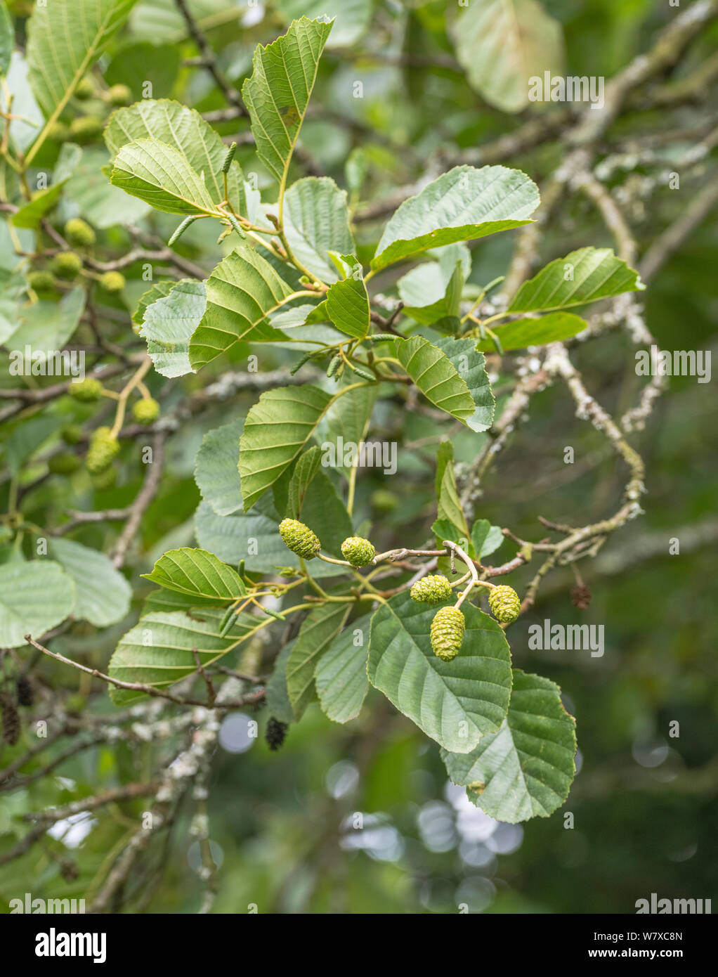 Grüne weiblichen catkin Kegel Früchte und Blätter der Gemeinsamen Erle/Alnus glutinosa. Einmal als Heilpflanze in pflanzliche Heilmittel verwendet. Stockfoto