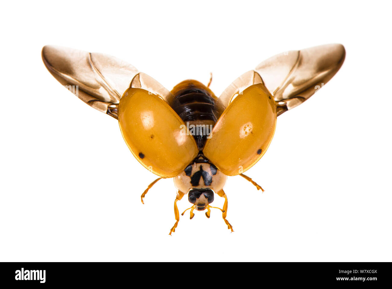 10-spotted Marienkäfer (Adalia decempunctata) Korsika, Juni. Meetyourneighbors.net Projekt. Stockfoto