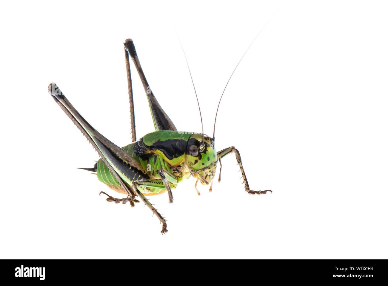 Eupholidoptera beybienkoi Ausgeschnittene Stockfotos und bilder Alamy