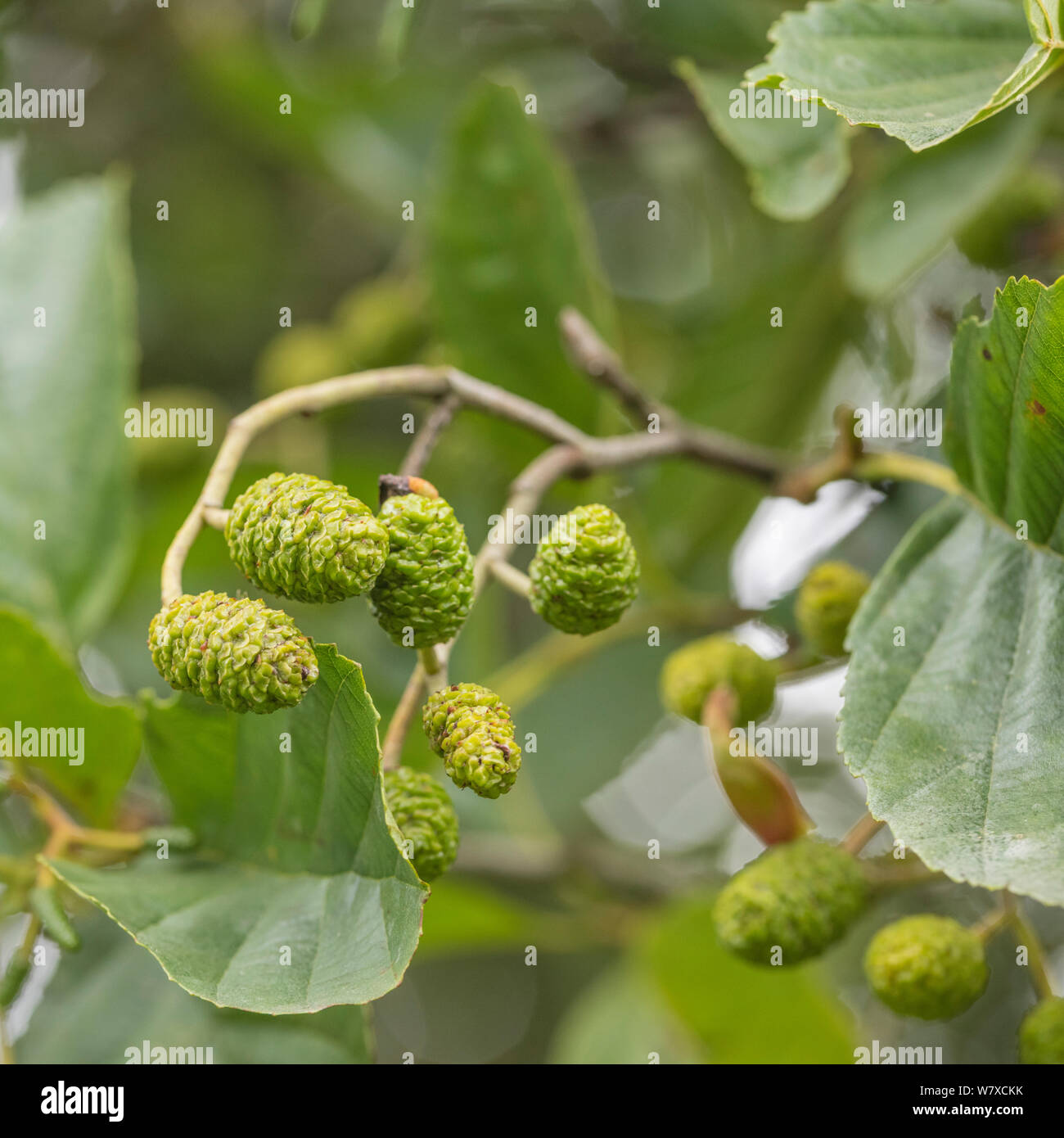 Grüne weiblichen catkin Kegel Früchte und Blätter der Gemeinsamen Erle/Alnus glutinosa. Einmal als Heilpflanze in pflanzliche Heilmittel verwendet. Stockfoto