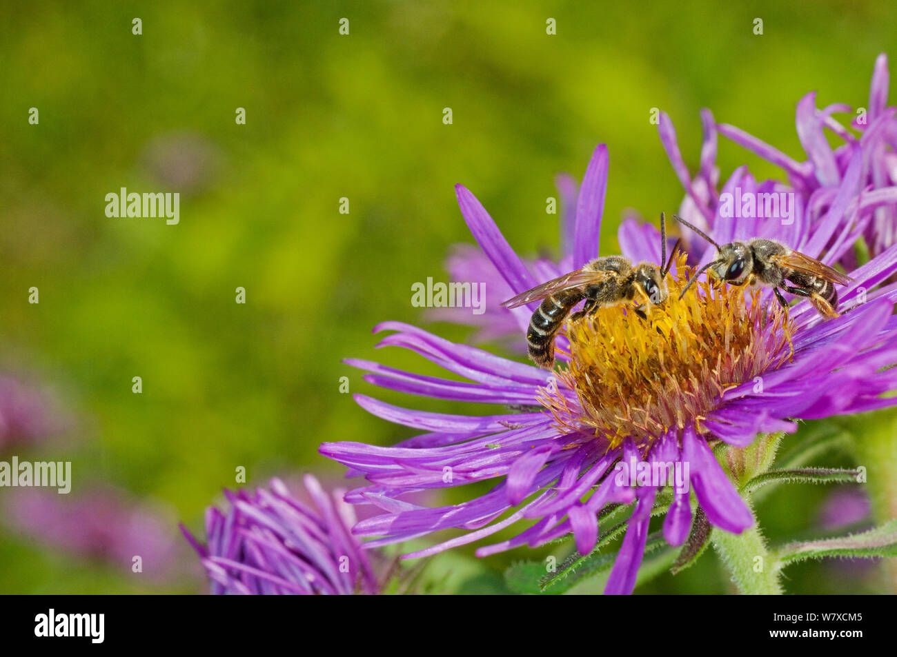 Halictid Bienen einschließlich (Halictus poeyi) auf Aster, südlichen Appalachians, USA, Juni. Stockfoto