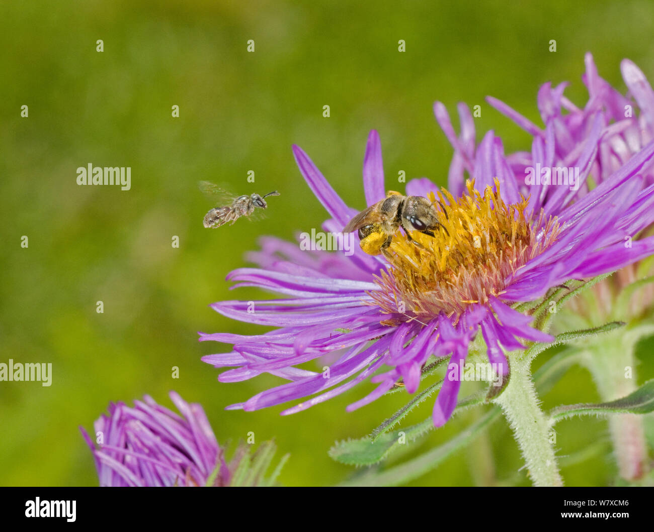 Schweiß Biene (Lasioglossum) und Halictid Biene (halictus Ligatus) auf Aster Blume, südlichen Appalachians, South Carolina, USA, Juni. Stockfoto