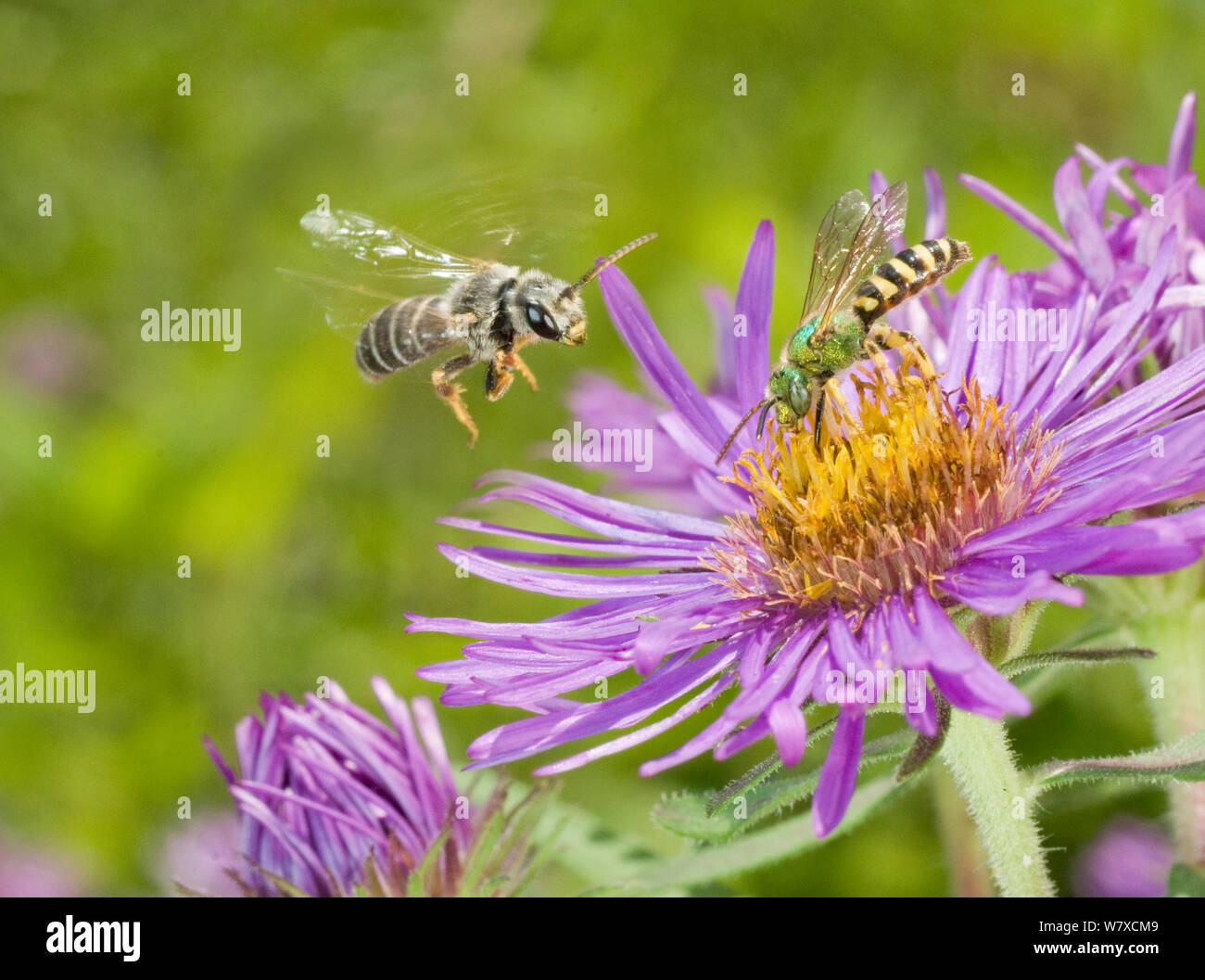 Halictid Biene, (Halictus poeyi) und Schweiß Biene (Agapostemon splendens) auf Aster, südlichen Appalachians, South Carolina, USA, Juni. Stockfoto