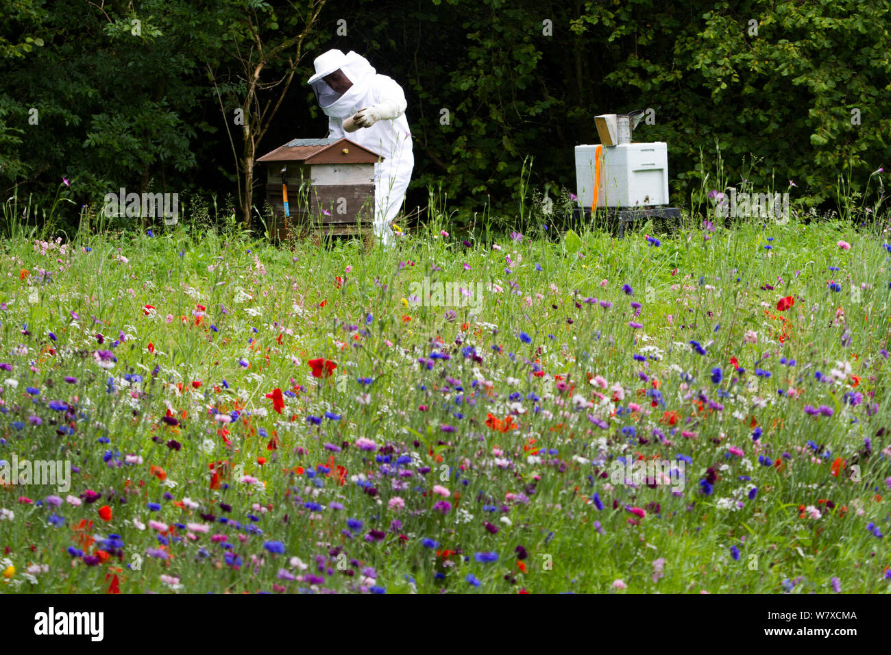 Russell Flynn von Gwent Imker schützende Imkerei Anzug, Teilnahme an Honig Biene (Apis Meliffera) Nesselsucht in Blumenwiese, Pontypool, Wales, UK, Juli 2014. Stockfoto