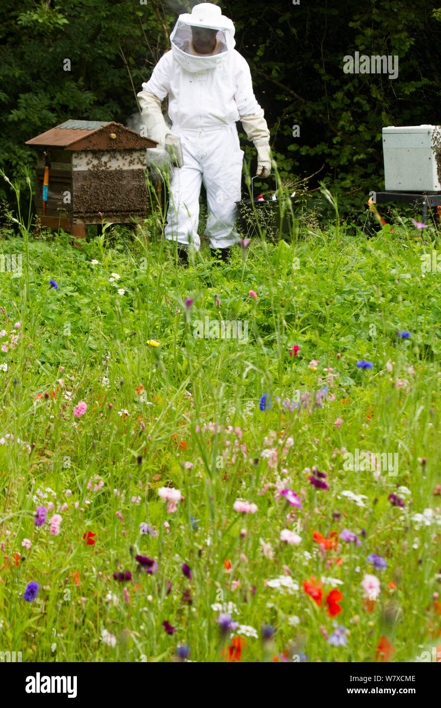 Russell Flynn von Gwent Imker schützende Imkerei Anzug, Teilnahme an Honig Biene (Apis Meliffera) Nesselsucht in Blumenwiese, Pontypool, Wales, UK, Juli 2014. Stockfoto