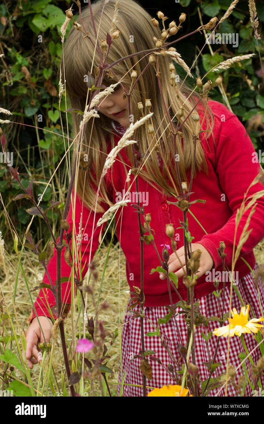 Junge Mädchen auf der Suche nach einheimischen wilden Blumen in der Schule Garten gepflanzt Bienen anzulocken. Teil der Freunde der Erde nationale &#39; Biene Freundlich &#39; Kampagne, South Wales, UK, Juli 2014. Model Released. Stockfoto