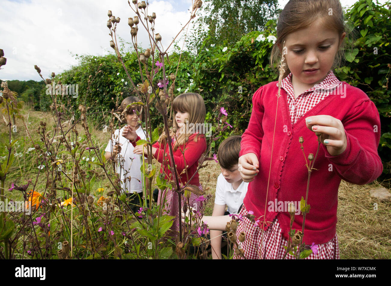 Grundschulkinder an Wildblumen in Schule Garten gepflanzt Bienen anzulocken. Teil der Freunde der Erde nationale &#39; Biene Freundlich &#39; Kampagne, South Wales, UK, Juli 2014. Model Released. Stockfoto