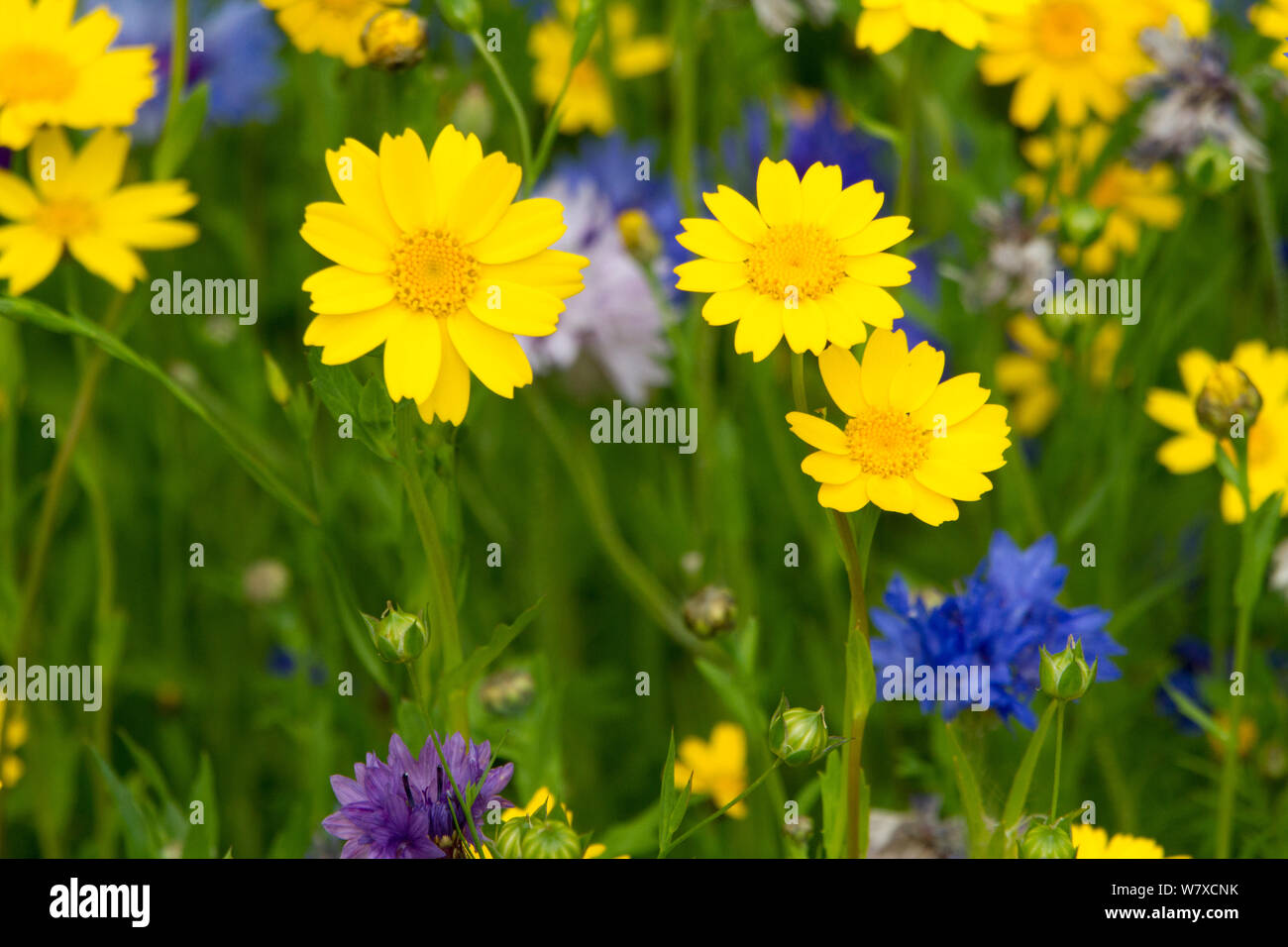 Mais Ringelblumen (Chrysanthemum segetum)- und Kornblumen (Centaurea cyanus) gepflanzt Bienen als Teil der Freunde der Erde&#39 anzuziehen; Biene Freundlich &#39; Kampagne. South Wales, Großbritannien, Juli 2014. Stockfoto