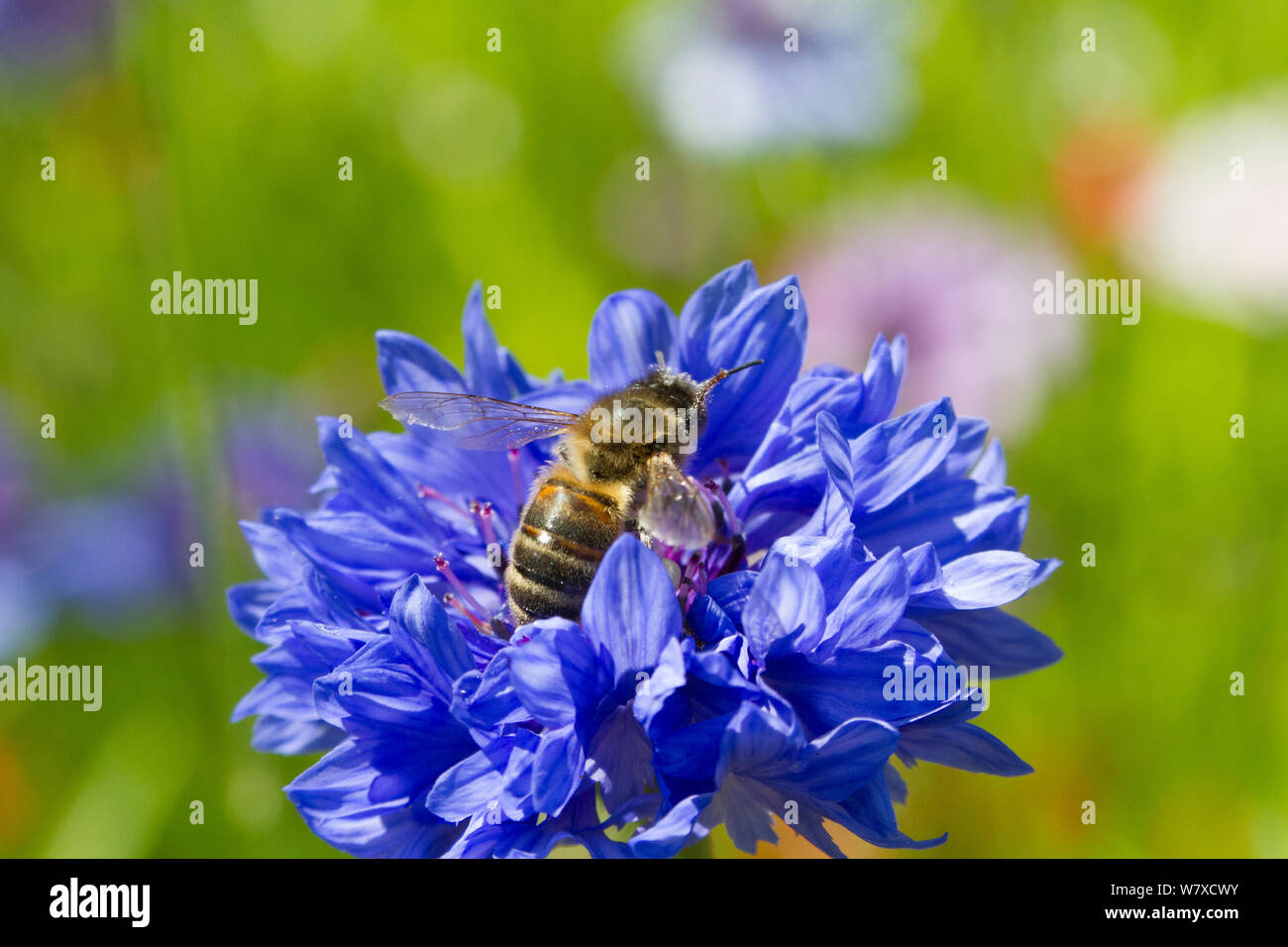 Honigbiene (Apis mellifera) Fütterung auf Kornblume (Centaurea cyanus) als Teil der Freunde der Erde &#39; Biene Freundlich &#39; Kampagne. South Wales, Großbritannien, Juli 2014. Stockfoto