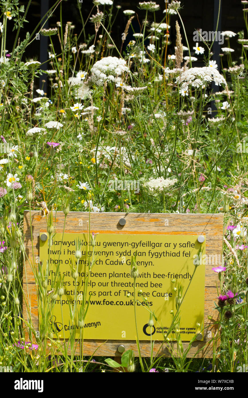 &#39; Biene Freundlich &#39; Zeichen unter Wildblumen, Teil der Freunde der Erde Projekt in Partnerschaft mit Bron Afon Housing Association. Llantarnam Industrial Park, Cwmbran, South Wales, UK. Juli 2014. Stockfoto
