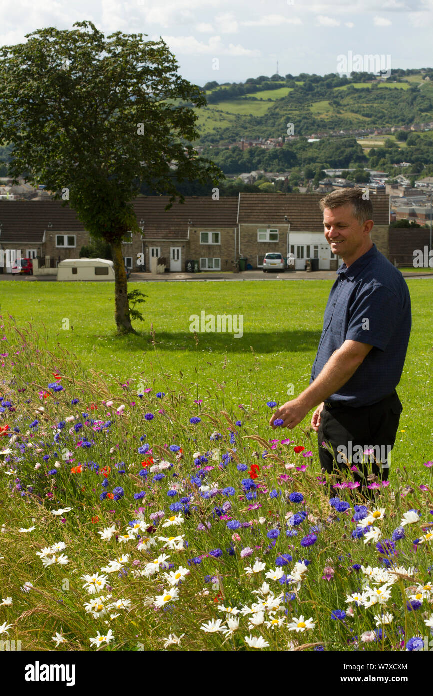Steve Caddy, Operations Manager von &#39; Greenspace&#39;, an Wildblumen suchen gepflanzt Bienen anzulocken als Teil der Freunde der Erde&#39; Biene Freundlich &#39; Projekt durchgeführt mit der Bron Afon Community Housing Association. In der Nähe von Cwmbran, South Wales, UK. Juli 2014. Stockfoto