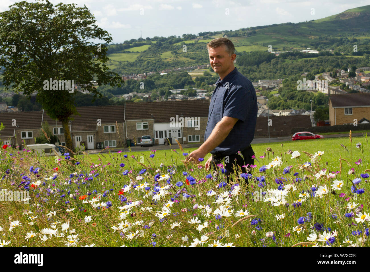 Steve Caddy, Operations Manager von &#39; Greenspace&#39;, an Wildblumen suchen gepflanzt Bienen anzulocken als Teil der Freunde der Erde&#39; Biene Freundlich &#39; Projekt durchgeführt mit der Bron Afon Community Housing Association. In der Nähe von Cwmbran, South Wales, UK. Juli 2014. Stockfoto