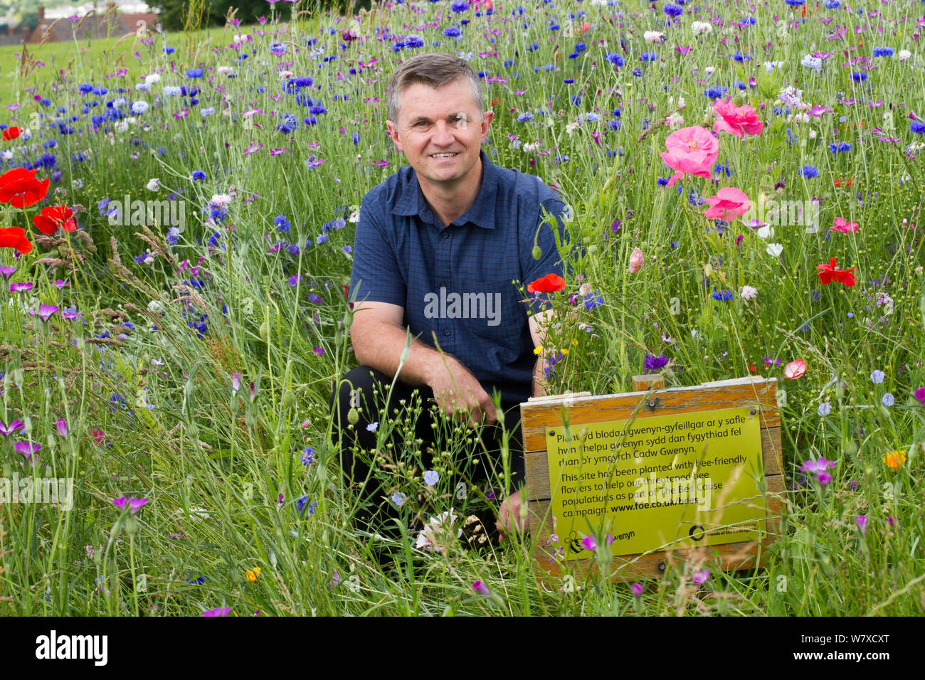 Steve Caddy, Operations Manager von &#39; Greenspace&#39;, mit Wildblumen gepflanzt Bienen als Teil der Freunde der Erde&#39 anzuziehen; Biene Freundlich &#39; Projekt durchgeführt mit der Bron Afon Community Housing Association. In der Nähe von Cwmbran, South Wales, UK. Juli 2014. Stockfoto