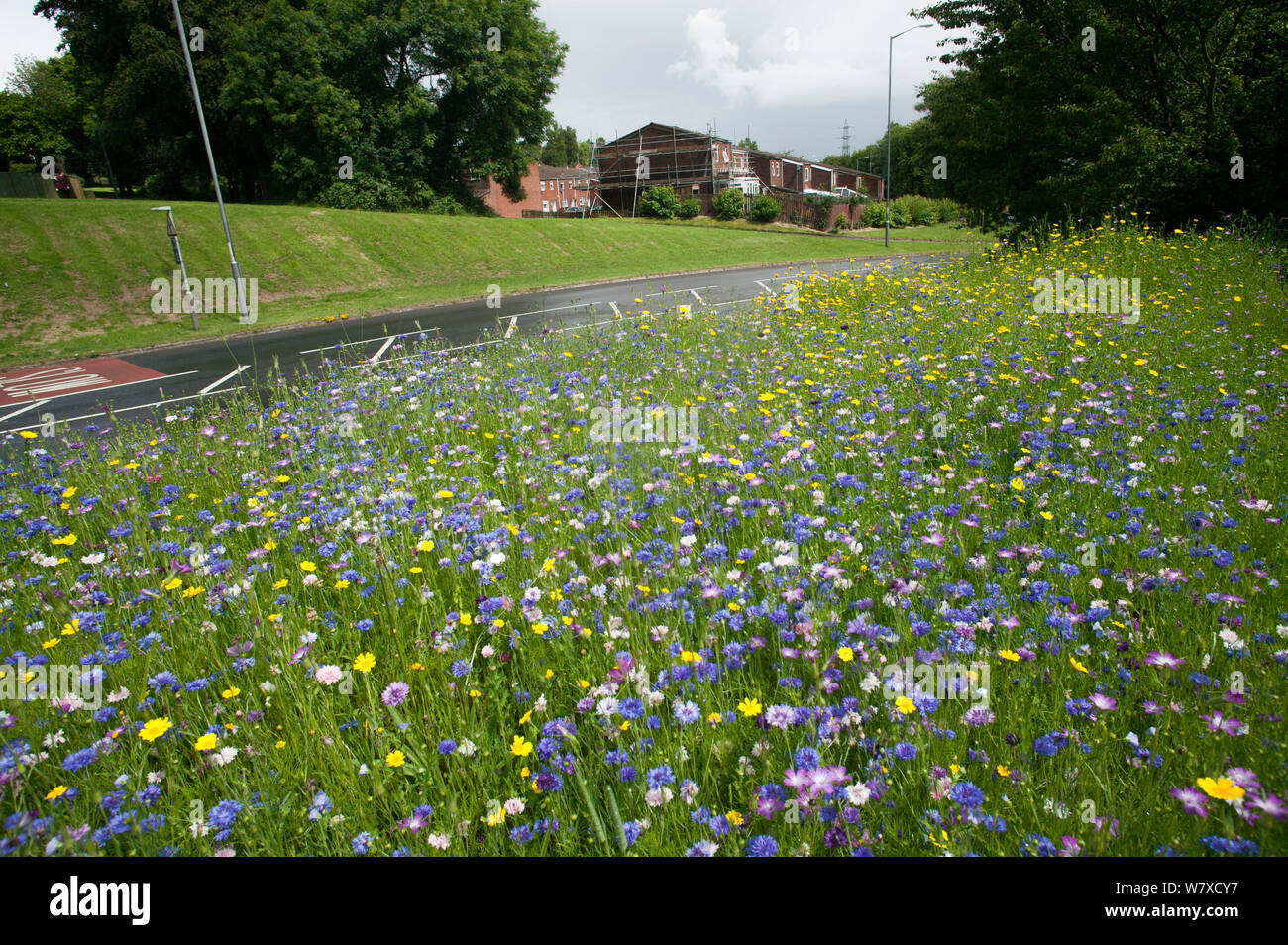 Wildblumen gepflanzt am Straßenrand Bienen als Teil der Freunde der Erde&#39 anzuziehen; Biene Freundlich &#39; Kampagne mit der Bron Afon Community Housing Association, Cwmbran, South Wales, UK. Juli 2014. Stockfoto