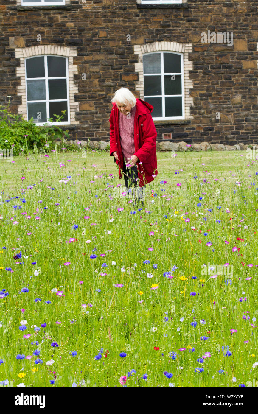 Ältere Frau genießen wildflower Garden, gesät Bienen als Teil der Freunde der Erde&#39; Biene Freundlich &#39; Kampagne mit der Bron Afon Community Housing Association, Cwmbran, South Wales, UK. Juli 2014. Stockfoto