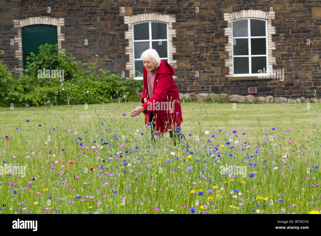 Ältere Frau genießen wildflower Garden, gesät Bienen als Teil der Freunde der Erde&#39; Biene Freundlich &#39; Kampagne mit der Bron Afon Community Housing Association, Cwmbran, South Wales, UK. Juli 2014. Stockfoto