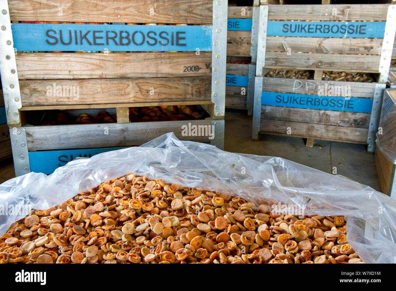 Halbierten Pfirsich (Prunus Persica) in der Verpackung vergossen, bereit für die Trocknung auf Tabletts draußen in der Sonne. Suicurbossie Farm, Koue Bokkeveld/Cedarberg region, Western Cape, Südafrika. Stockfoto