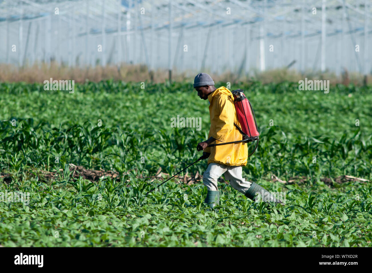 Landarbeiter Sprühen von Insektiziden auf einem Feld von grünen Bohnen (Phaseolus vulgaris). Kommerzielle bean Farm, Tansania, Ostafrika. Dezember 2010. Stockfoto