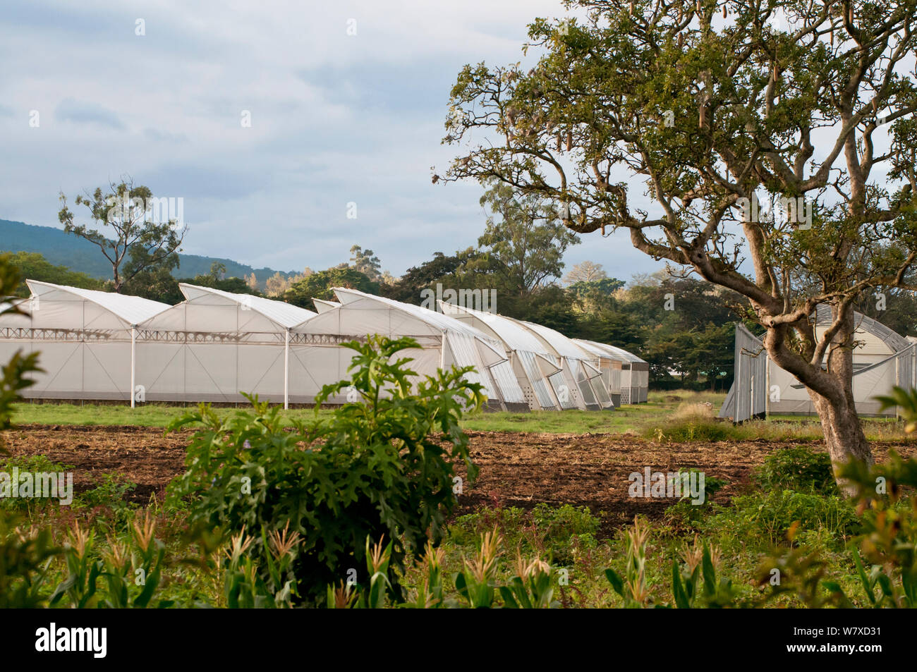 Gewächshäuser, in denen Rosen und Schnittlauch kommerziell angebaut werden, Tansania, Ostafrika. Stockfoto