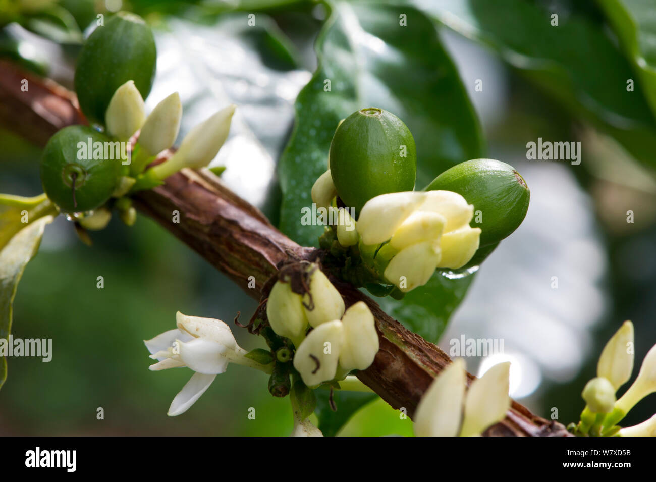 Grüner Kaffee (Coffea arabica) Beeren/Kirschen. Kommerzielle Coffee Farm, Tansania, Ostafrika. Stockfoto