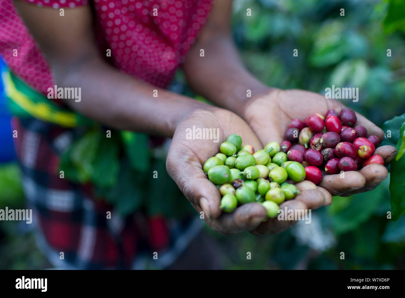 Frau mit geernteten Kaffee (Coffea arabica) Kirschen, kommerzielle Coffee Farm, Tansania, Ostafrika. Stockfoto