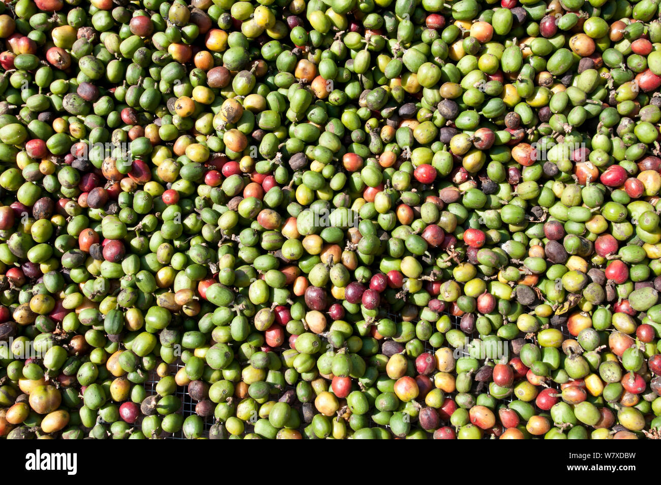 Buni Kaffee (Coffea arabica) trocknen auf Tabletts vor. Kommerzielle Farm, Tansania, Ostafrika. Stockfoto