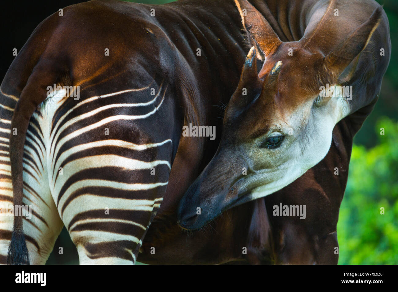 Okapi (Okapia johnstoni) pflegen, Ituri Rainforest, der Demokratischen Republik Kongo. Stockfoto