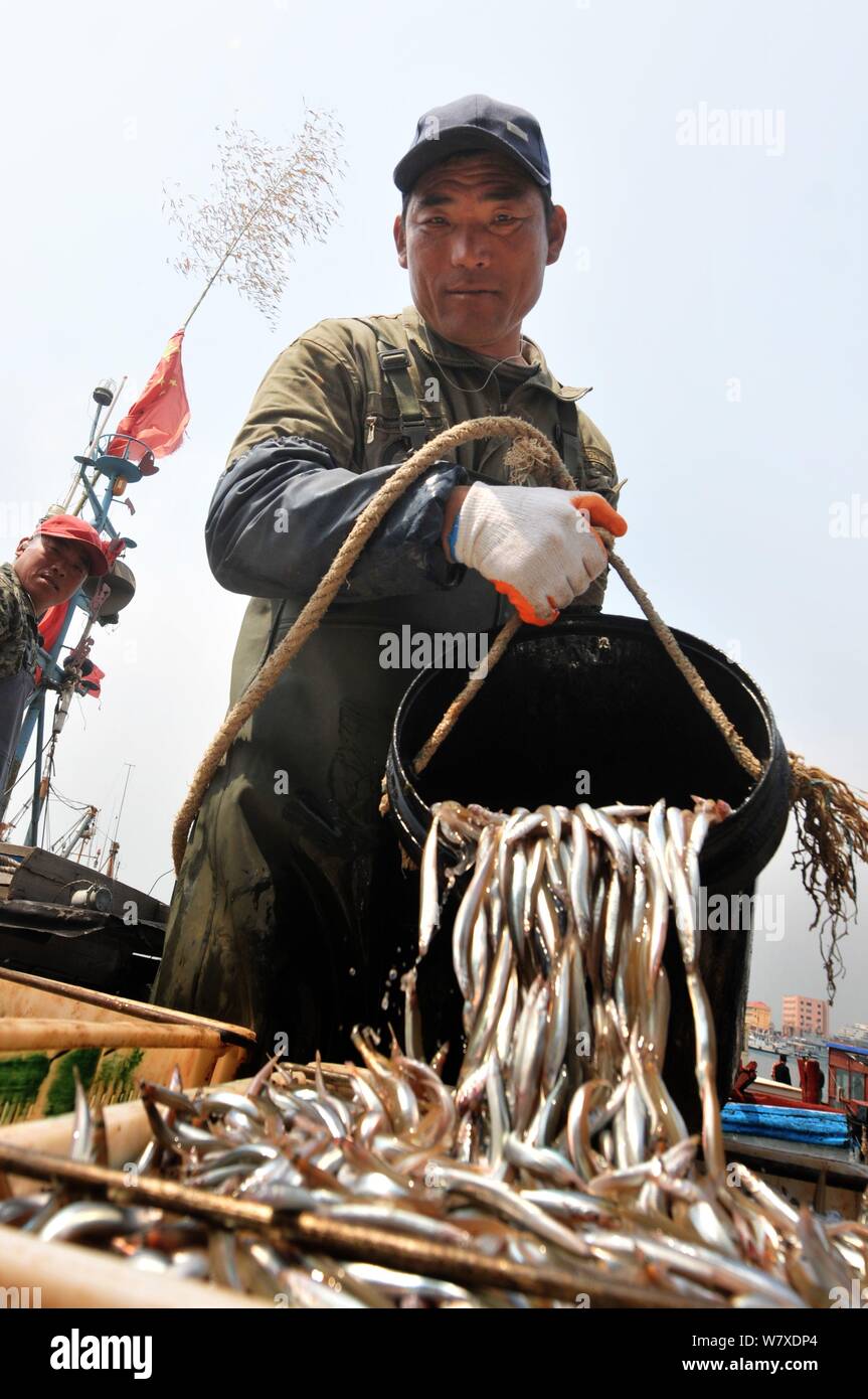 Ein Fischer entlädt Nudeln Fisch bei Xiaogang Wharf in Qingdao, Provinz Shandong, China 24. April 2017. Fischer brachte in Nudeln Fisch f Stockfoto