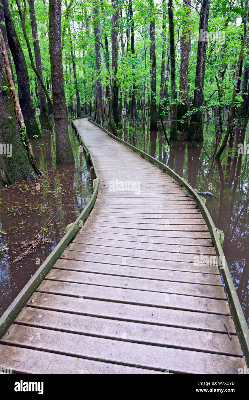 Der Boardwalk Trail im Congaree National Park, South Carolina, USA. Stockfoto