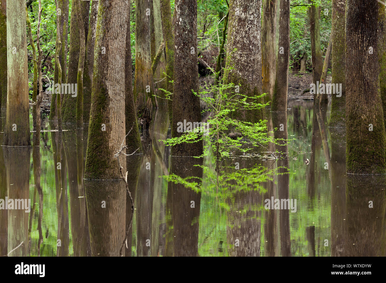 Eine kleine Darm oder Creek entlang des River Trail in Congaree National Park, South Carolina, USA. Stockfoto