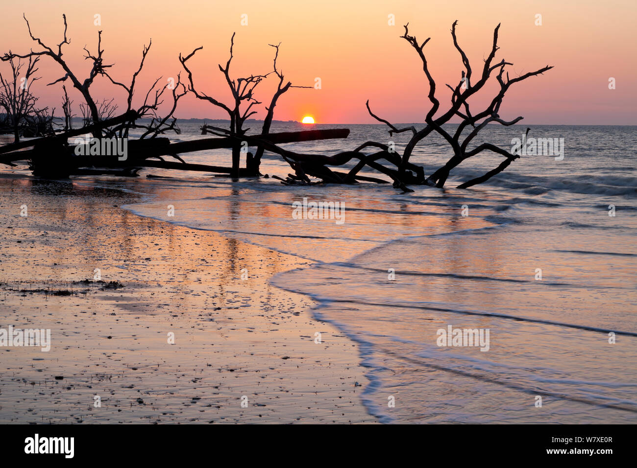 Tote Bäume im Sonnenaufgang am Beinhaus Strand in der Botany Bay Plantation Wildlife Management Area auf Edisto Island, South Carolina, USA. Ändern der Gezeiten haben sie umgewandelt, was einmal war der Wald in einem Strand. Stockfoto