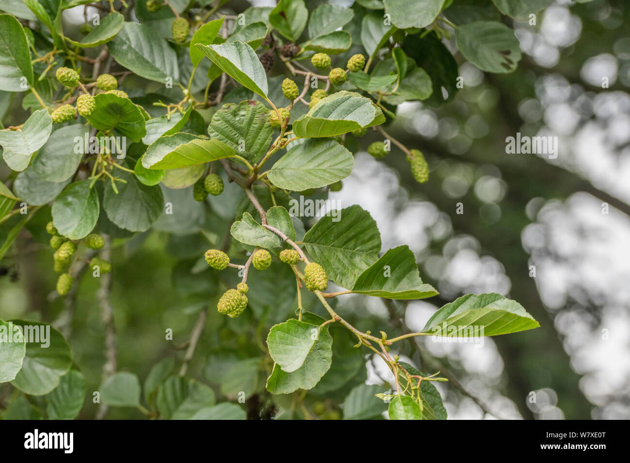 Grüne weiblichen catkin Kegel Früchte und Blätter der Gemeinsamen Erle/Alnus glutinosa. Einmal als Heilpflanze in pflanzliche Heilmittel verwendet. Stockfoto