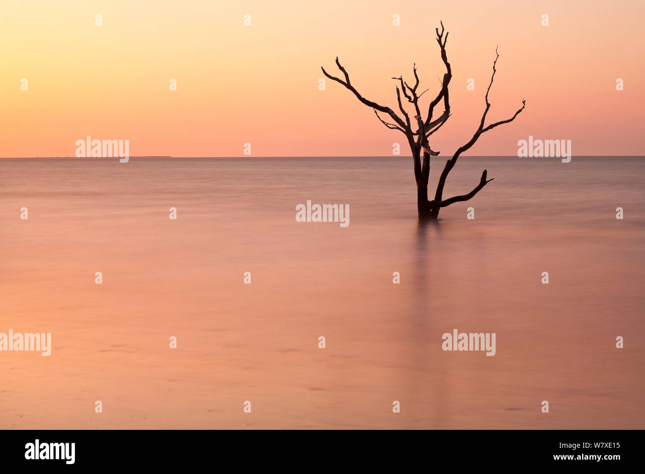 Toter Baum im Meer bei Sonnenaufgang an Boneyard Strand, Botany Bay Plantation Wildlife Management Area auf Edisto Island, South Carolina, USA. Ändern der Gezeiten haben sie umgewandelt, was einmal war der Wald in einem Strand. Stockfoto