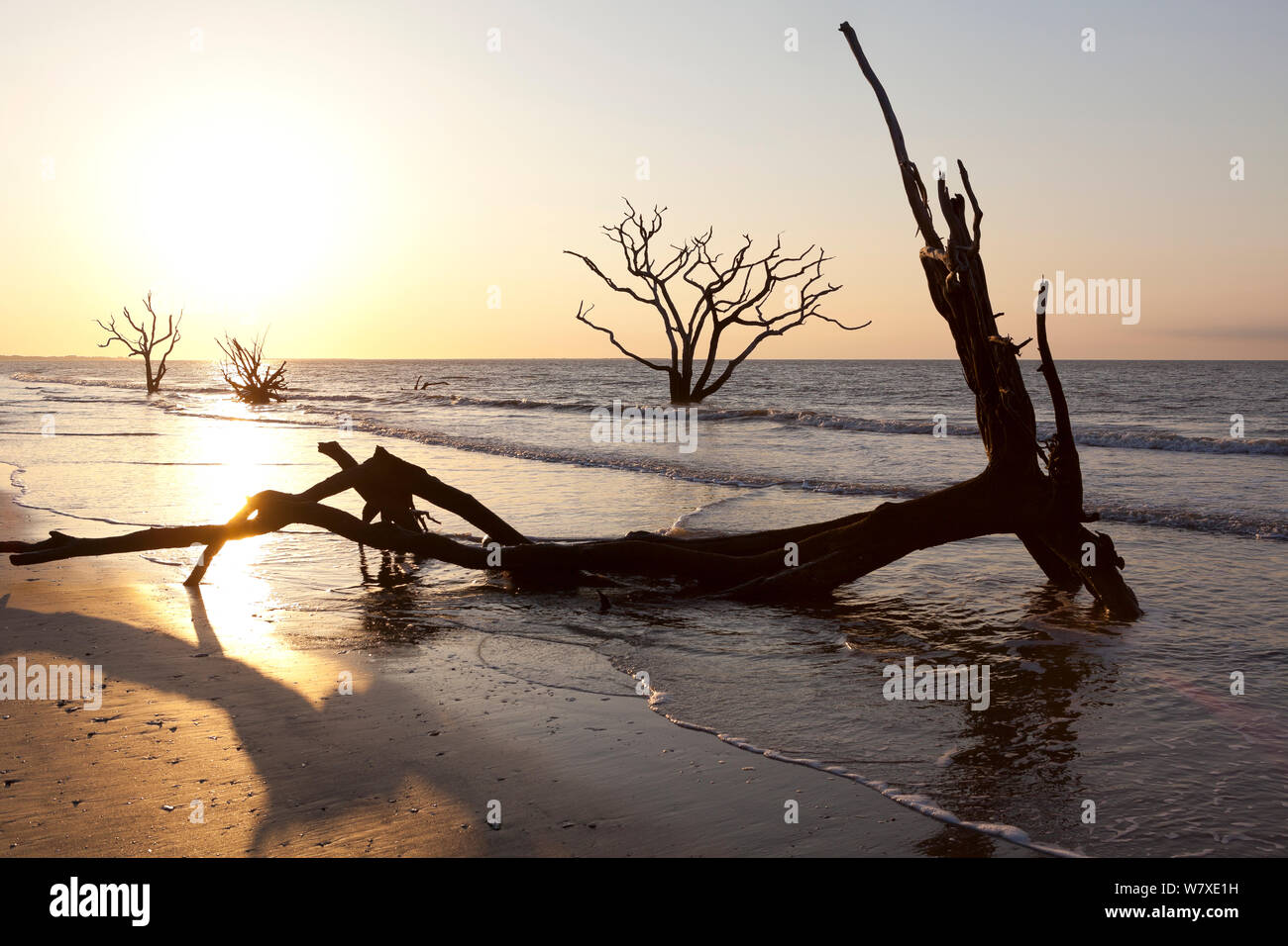 Tote Bäume auf Boneyard Strand und Sonnenaufgang, Botany Bay Plantation Wildlife Management Area auf Edisto Island, South Carolina, USA. Ändern der Gezeiten haben sie umgewandelt, was einmal war der Wald in einem Strand. Stockfoto