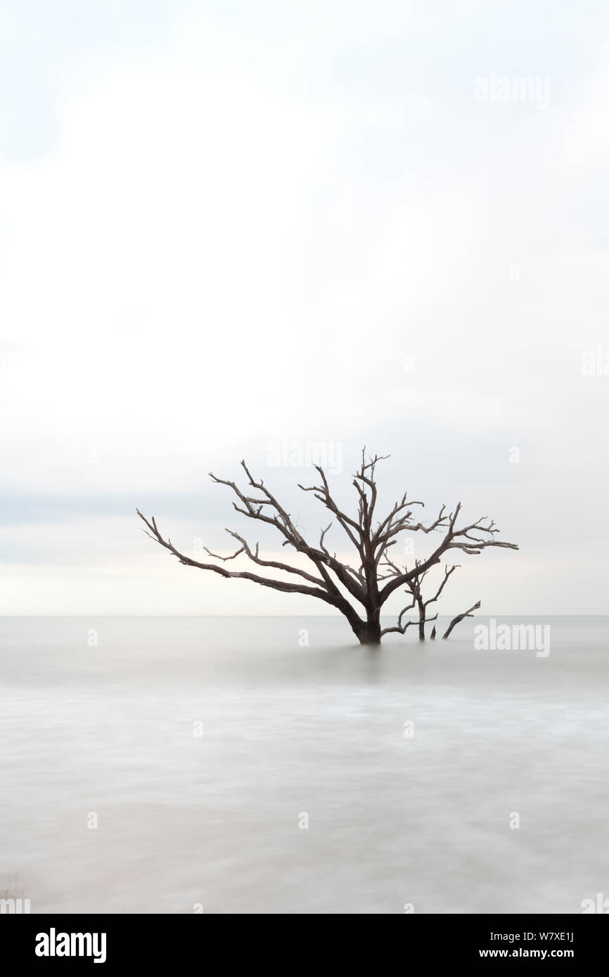 Toter Baum im Meer, Boneyard Strand, Botany Bay Plantation Wildlife Management Area auf Edisto Island, South Carolina, USA. Ändern der Gezeiten haben sie umgewandelt, was einmal war der Wald in einem Strand. Stockfoto